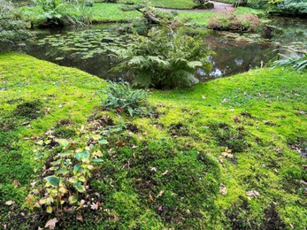 Photo of Bright moss, different plants and little pond in park