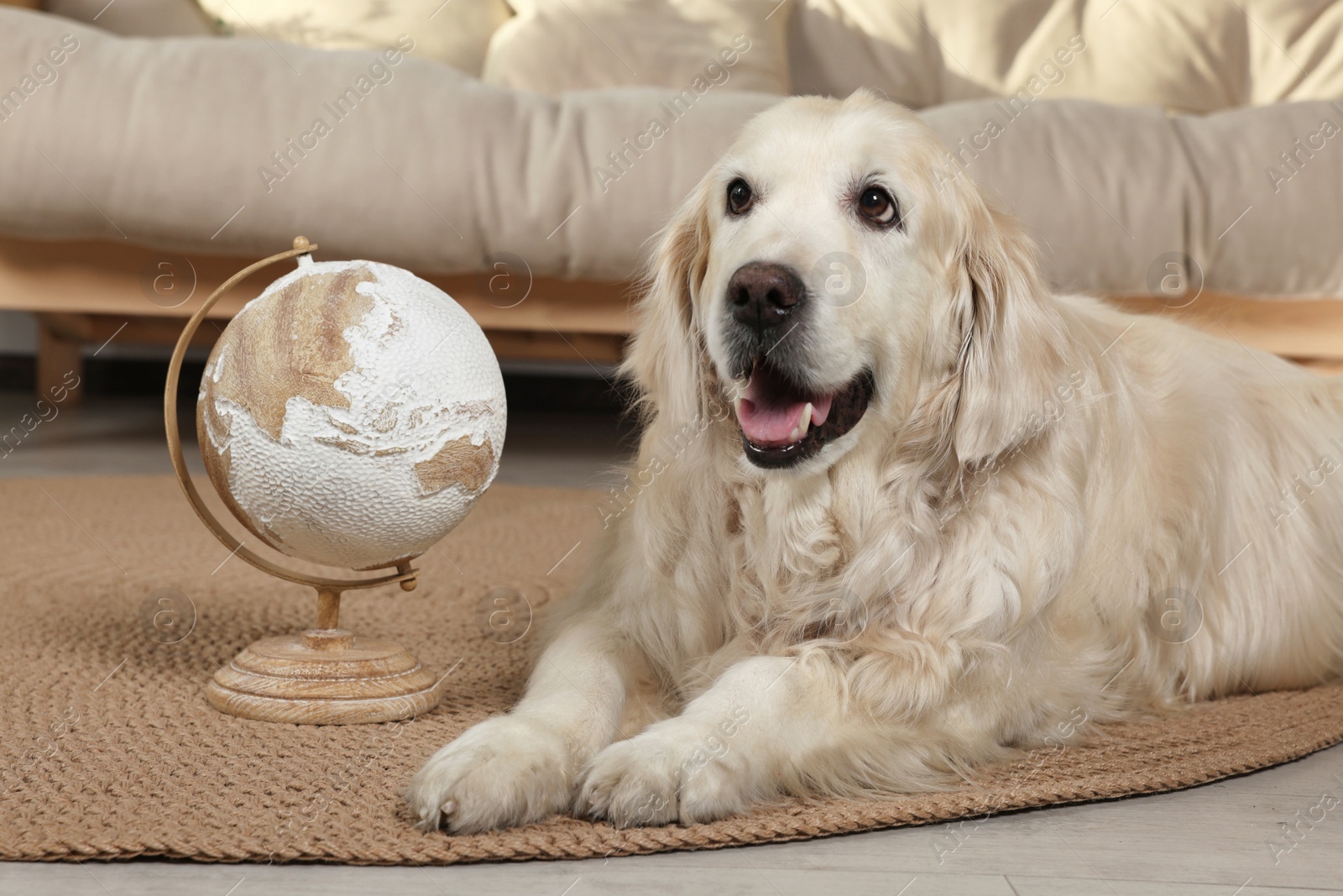 Photo of Cute golden retriever lying near globe on floor at home. Travelling with pet