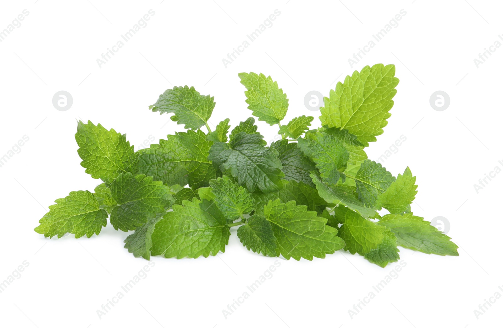 Photo of Fresh green lemon balm leaves isolated on white