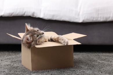 Photo of Cute fluffy cat in cardboard box on carpet at home