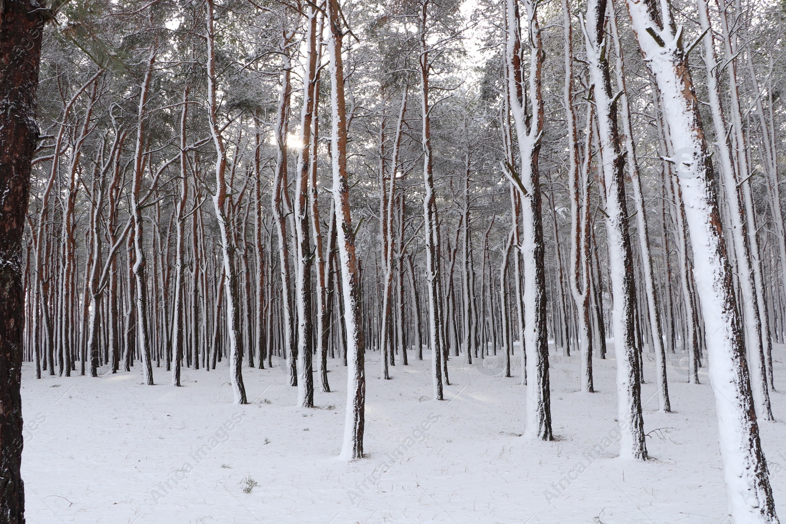 Photo of Picturesque view of beautiful forest covered with snow