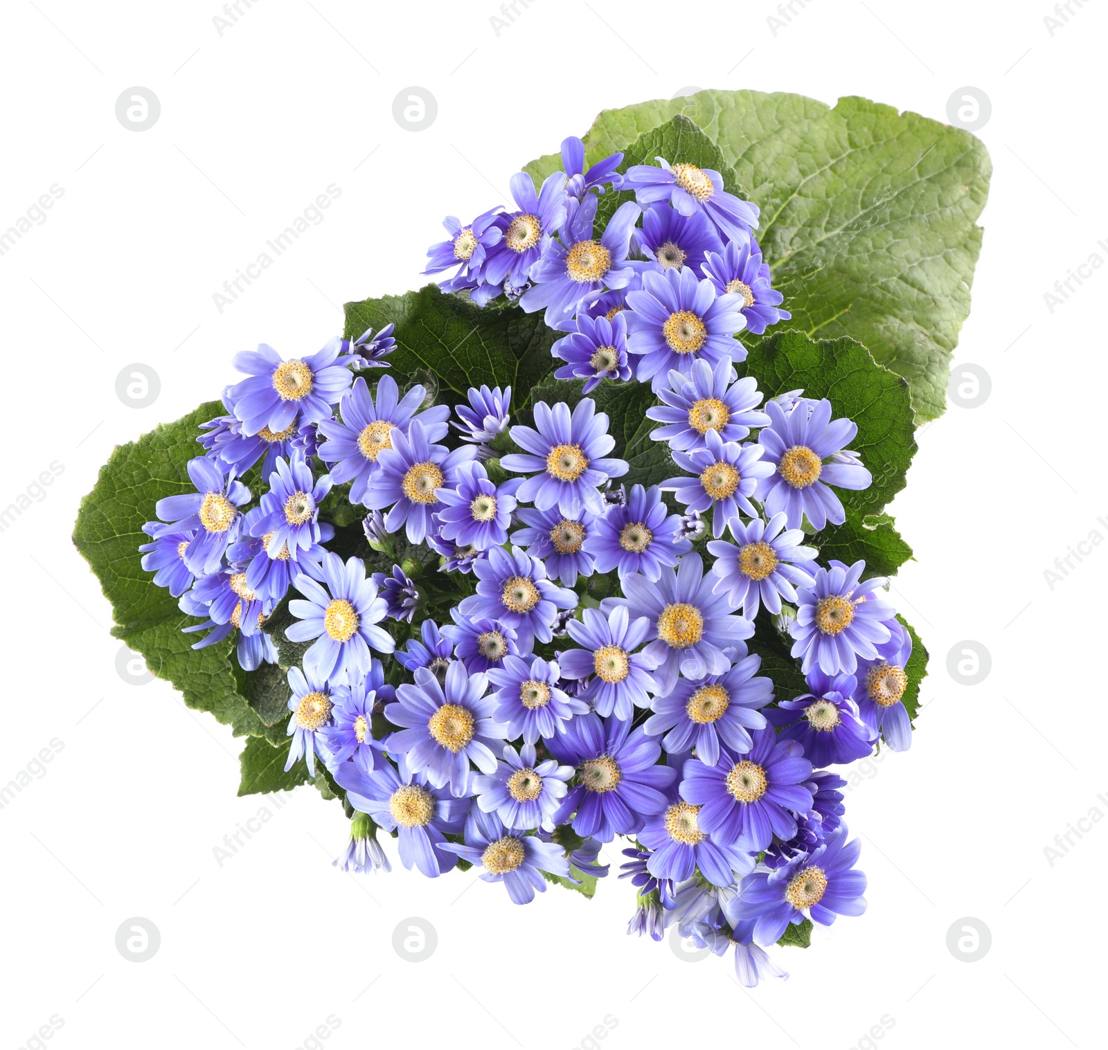 Photo of Beautiful purple cineraria flowers isolated on white, top view