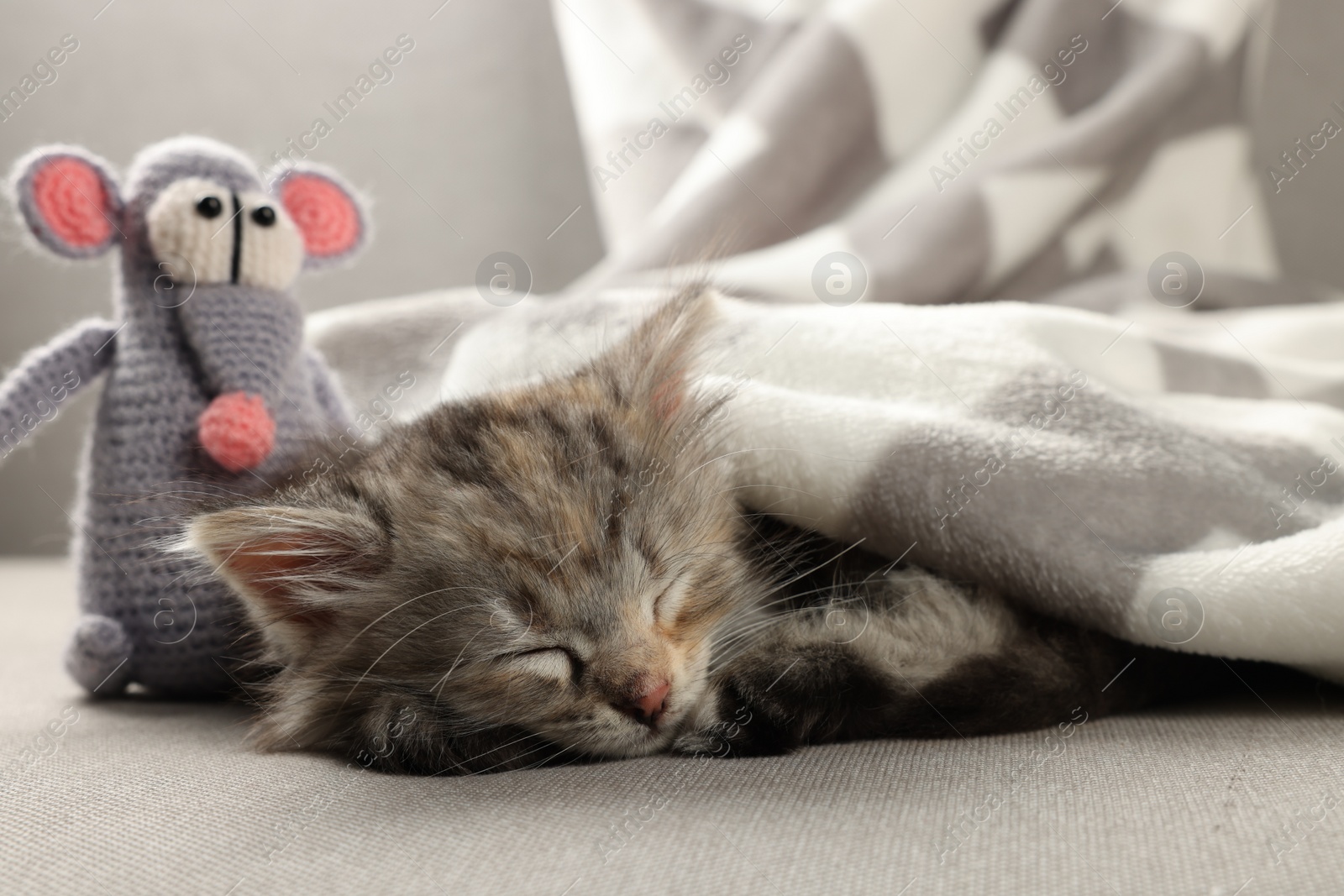 Photo of Cute kitten sleeping with toy on sofa under blanket