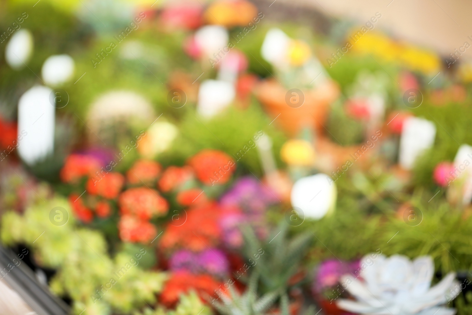 Photo of Blurred view of many different tropical flowers