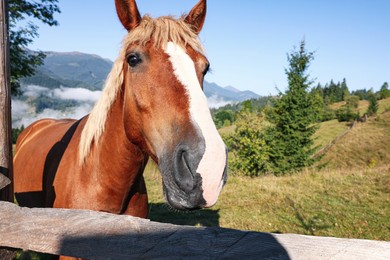 Photo of Cute horse near fence in mountains, space for text. Lovely domesticated pet