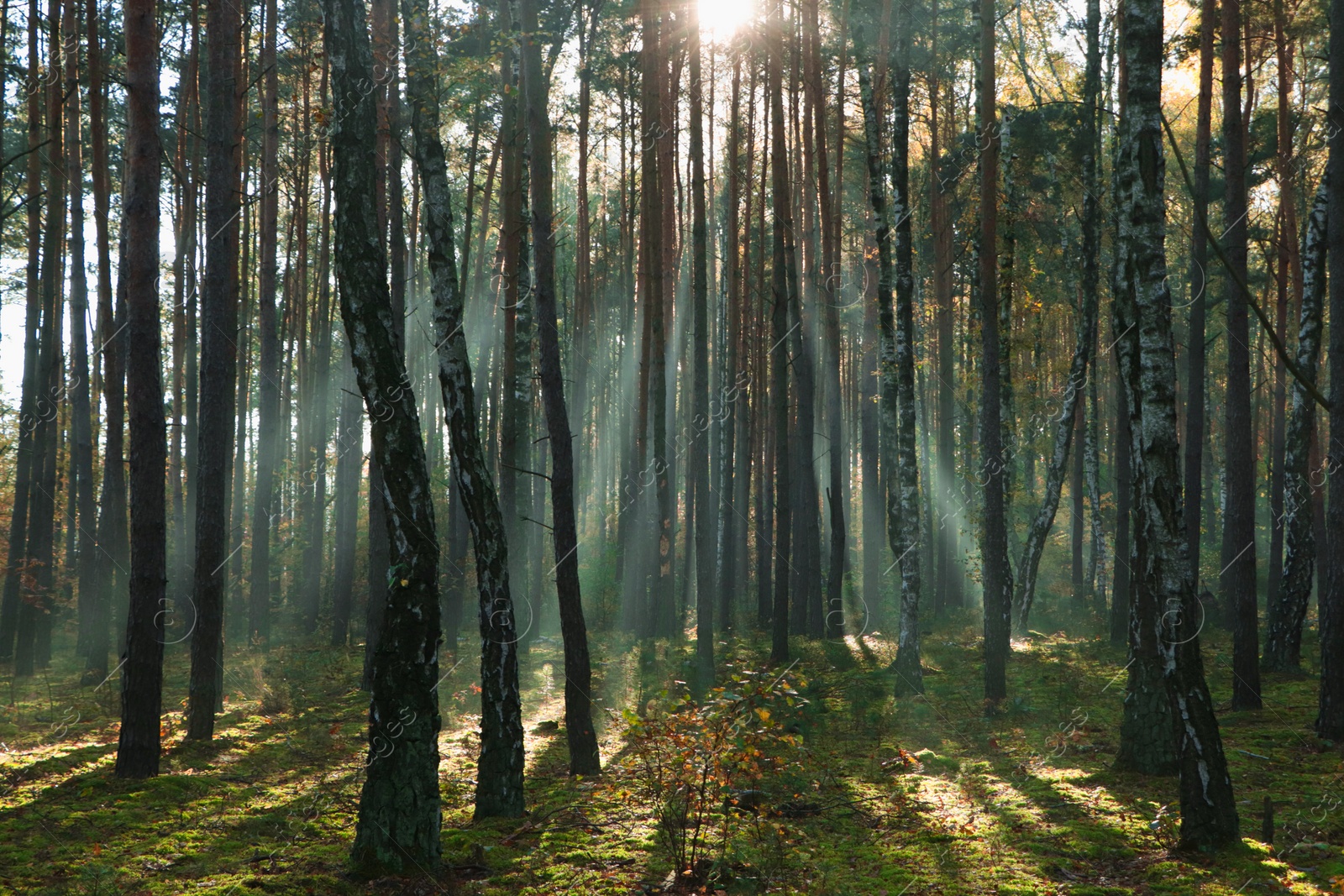 Photo of Majestic view of forest with sunbeams shining through trees in morning