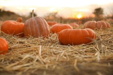 Photo of Ripe orange pumpkins among straw in field