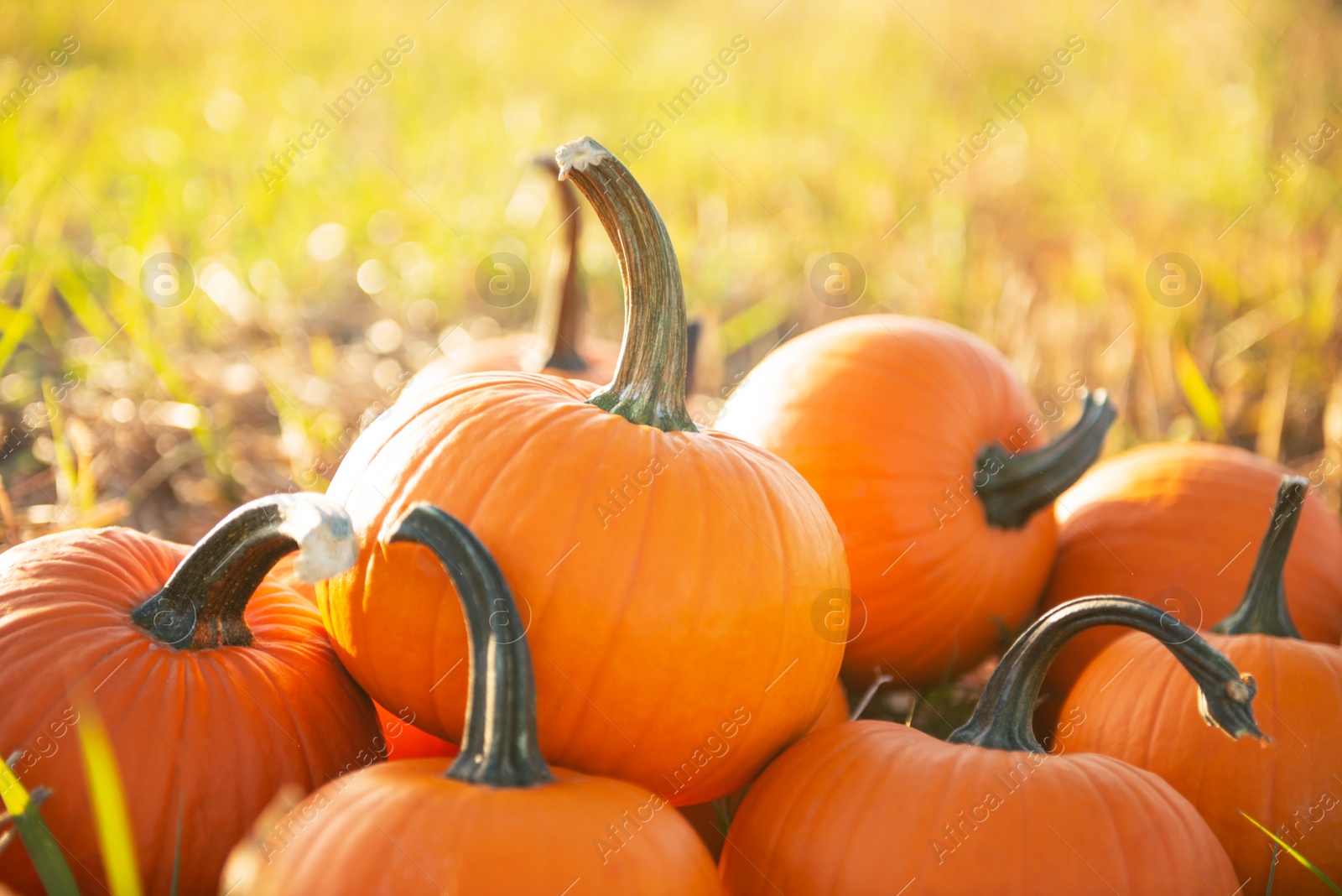 Photo of Many ripe orange pumpkins in field outdoors