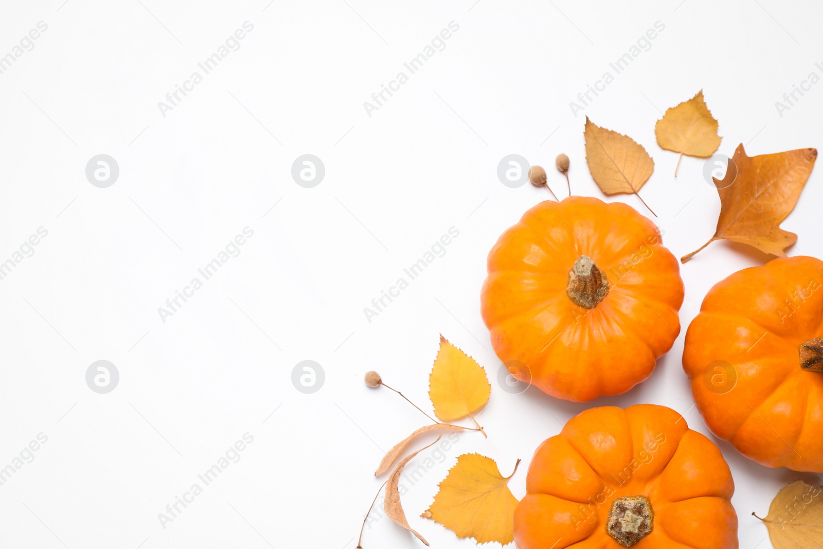 Photo of Composition with pumpkins and autumn leaves on white background, top view