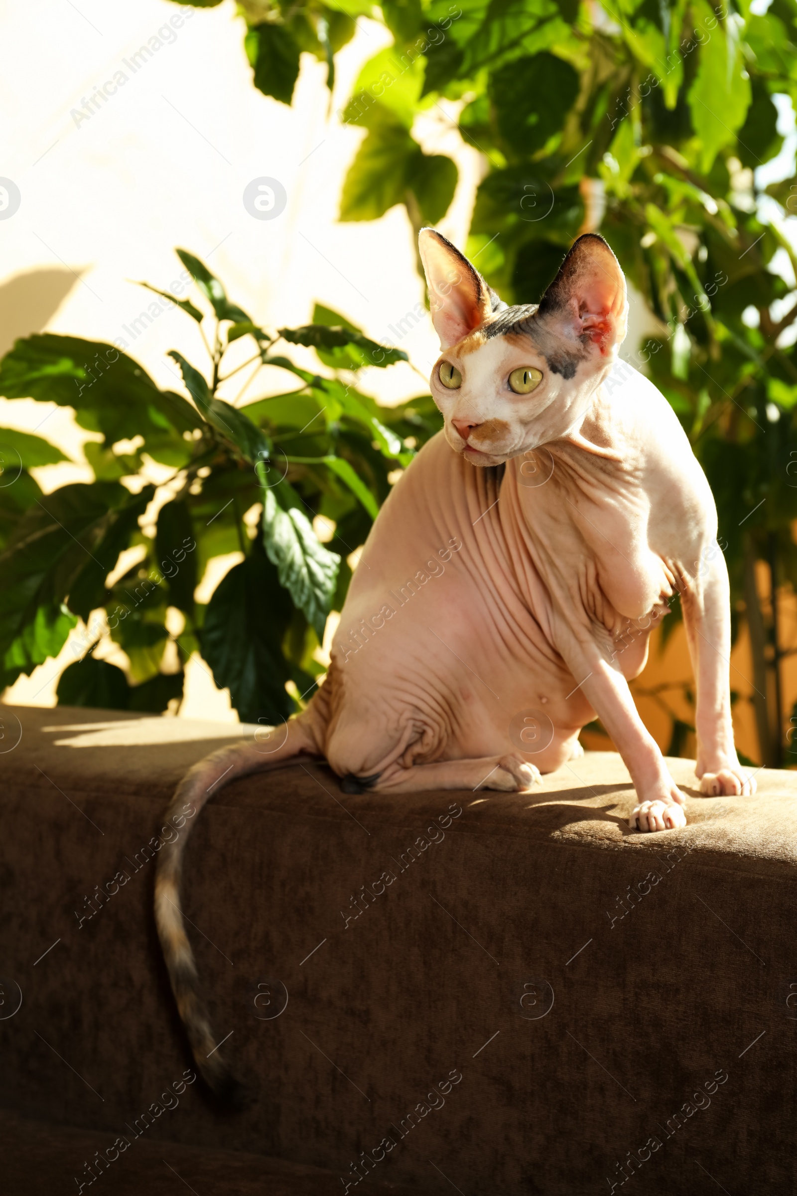 Photo of Adorable Sphynx cat on sofa at home. Cute pet