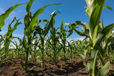 Photo of Beautiful view of corn field. Agriculture industry