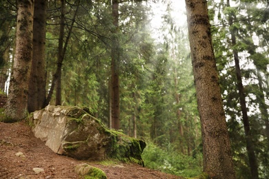 Picturesque view of beautiful green coniferous forest