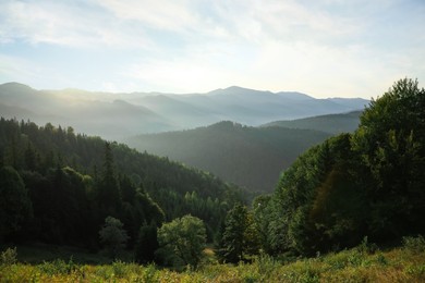 Photo of Beautiful mountain landscape with forest in morning