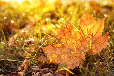 Beautiful leaves on grass in park. Autumn season