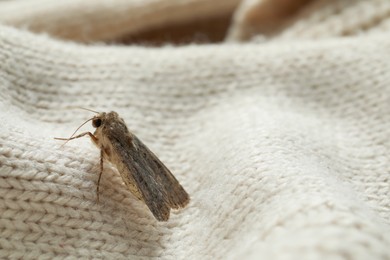 Photo of Paradrina clavipalpis moth on color knitted sweater, closeup
