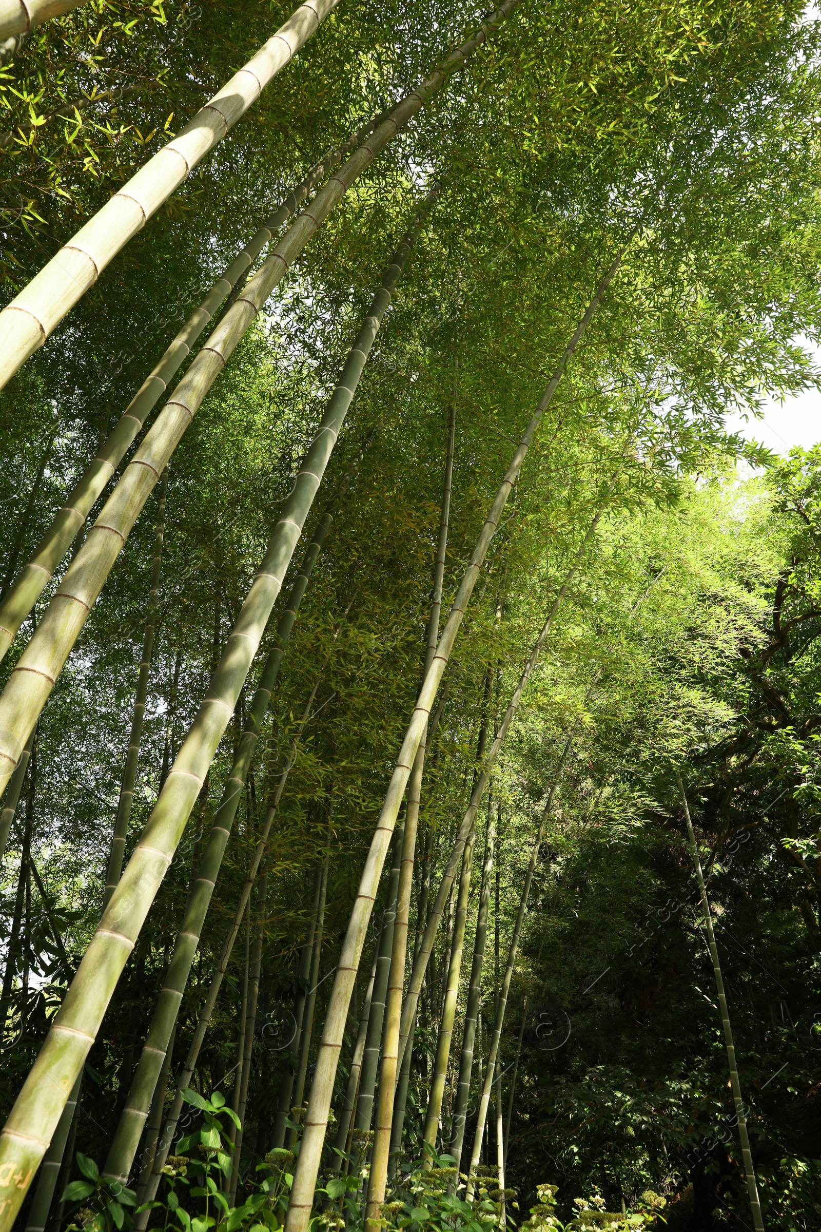 Photo of Beautiful green bamboo plants growing in forest