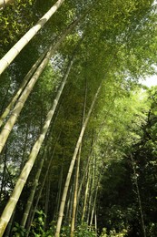 Photo of Beautiful green bamboo plants growing in forest