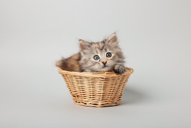 Photo of Cute kitten in wicker basket on light grey background