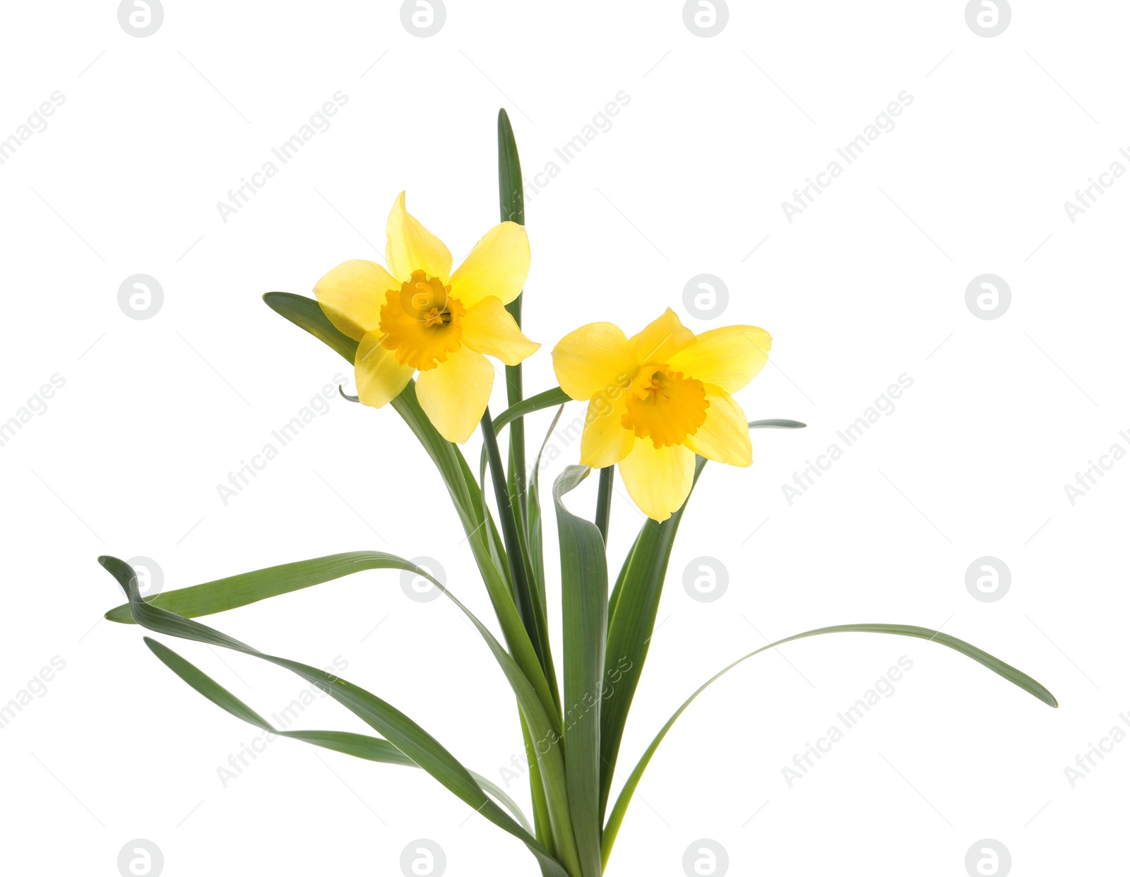 Photo of Beautiful blooming yellow daffodils on white background