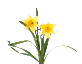 Photo of Beautiful blooming yellow daffodils on white background