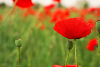 Photo of Beautiful red poppy flower growing in field, closeup. Space for text