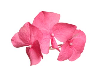 Photo of Beautiful pink hortensia plant florets on white background