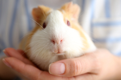 Photo of Woman holding cute small guinea pig, closeup