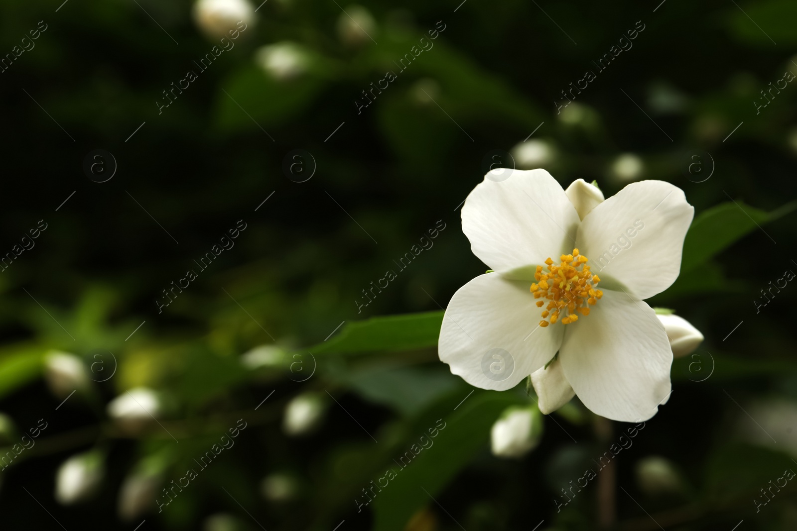 Photo of Closeup view of beautiful jasmine flower outdoors. Space for text