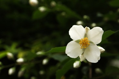 Photo of Closeup view of beautiful jasmine flower outdoors. Space for text