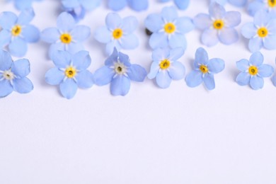 Beautiful forget-me-not flowers on white background, closeup. Space for text