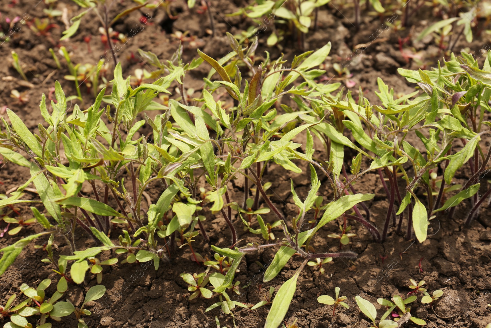 Photo of Young tomato seedlings growing in soil, closeup view