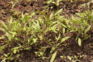 Photo of Young tomato seedlings growing in soil, closeup view