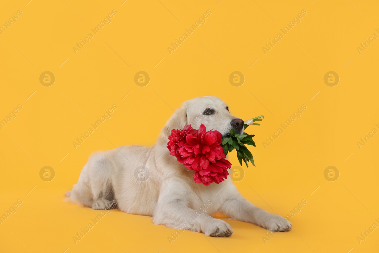 Photo of Cute Labrador Retriever with beautiful peony flowers on yellow background