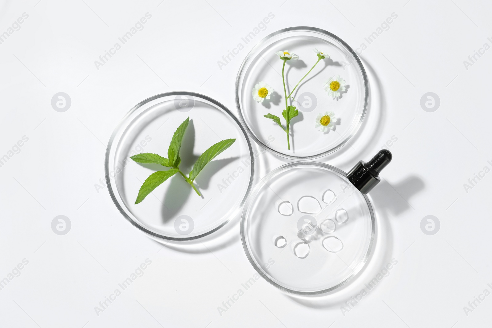 Photo of Petri dishes with different plants and cosmetic product on white background, top view