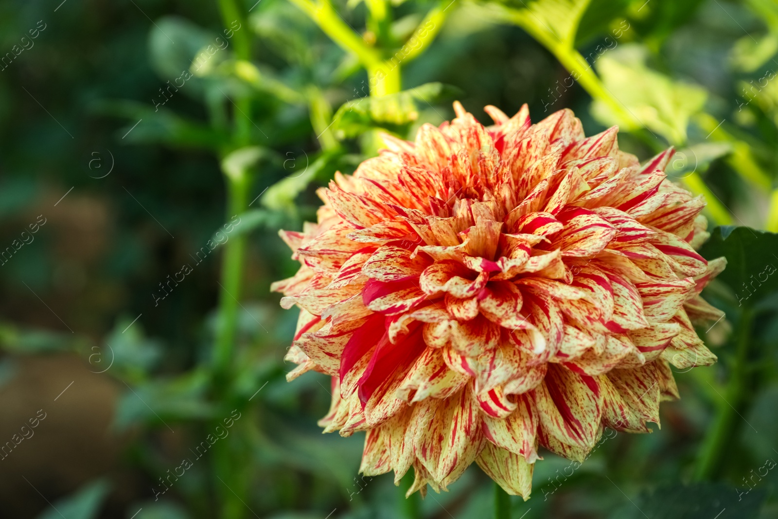 Photo of Beautiful blooming orange dahlia flower in green garden, closeup