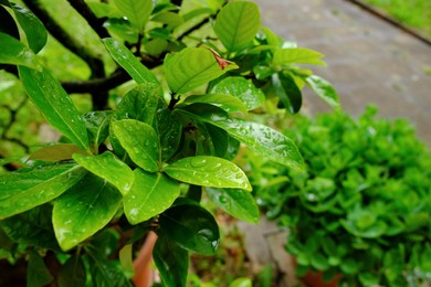Photo of Beautiful plant with wet green leaves outdoors, closeup. Space for text