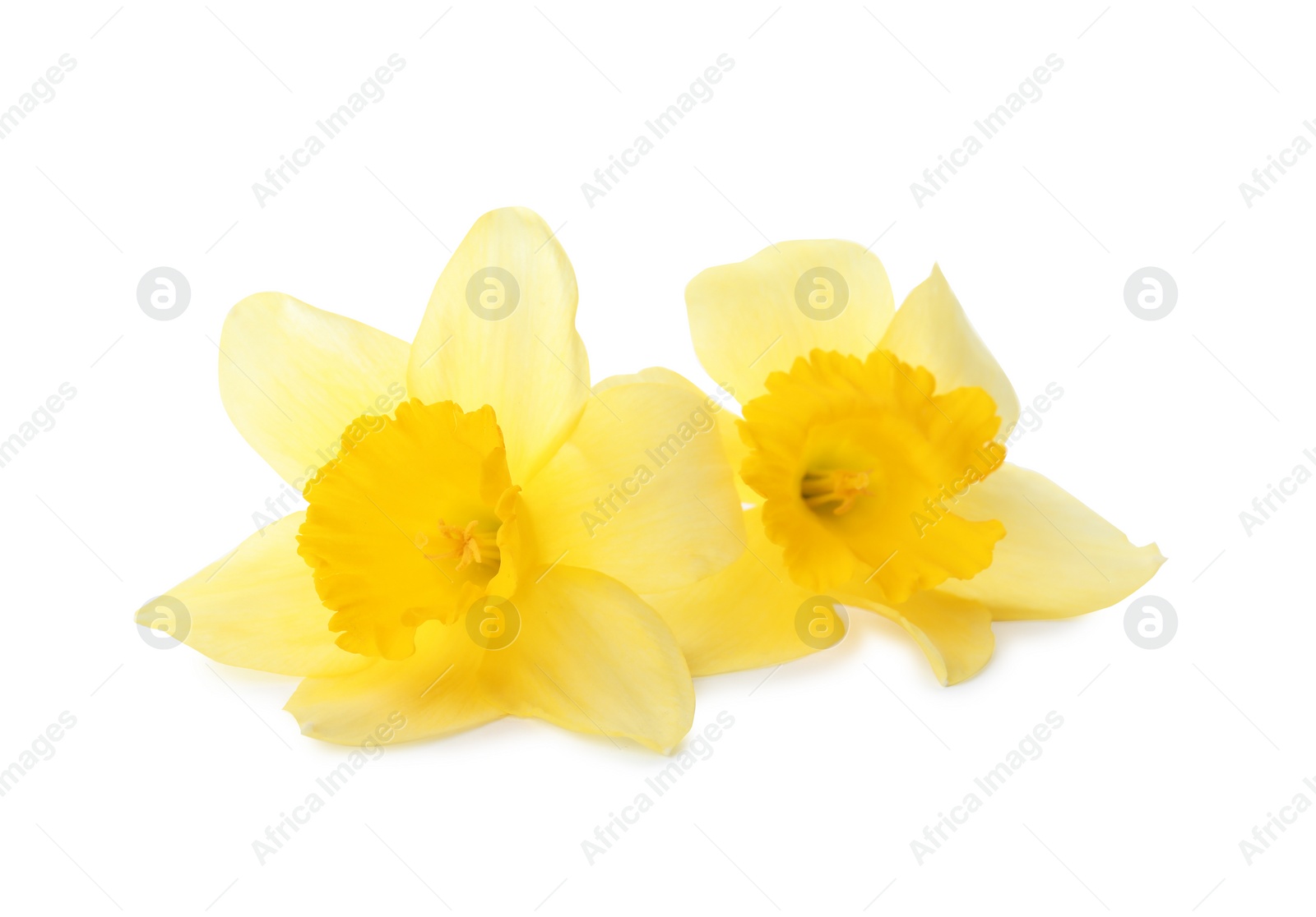 Photo of Beautiful daffodils on white background. Fresh spring flowers