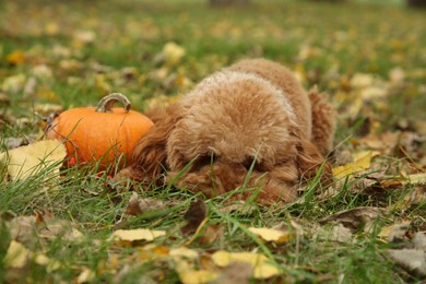 Photo of Cute fluffy dog and pumpkin on grass in autumn park
