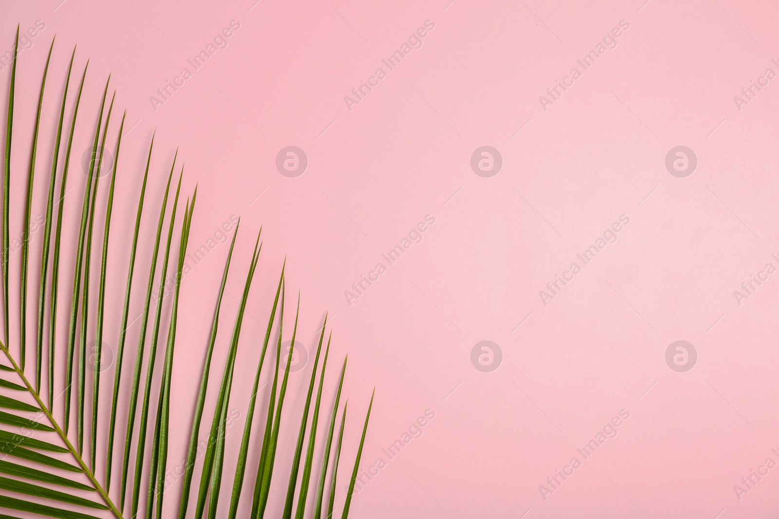 Photo of Fresh tropical date palm leaf on color background, top view