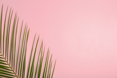 Photo of Fresh tropical date palm leaf on color background, top view