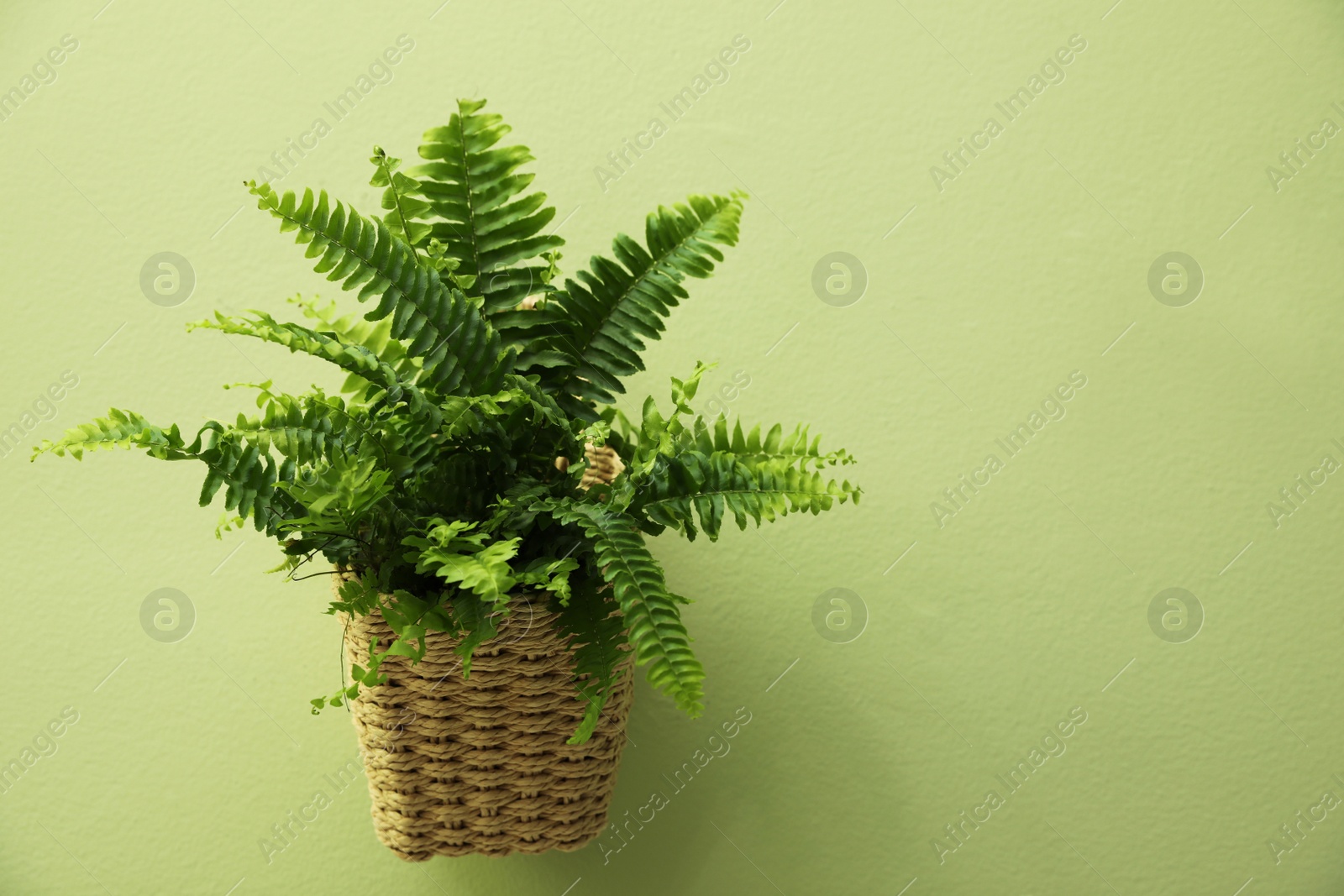 Photo of Beautiful fresh fern hanging on green wall. Space for text