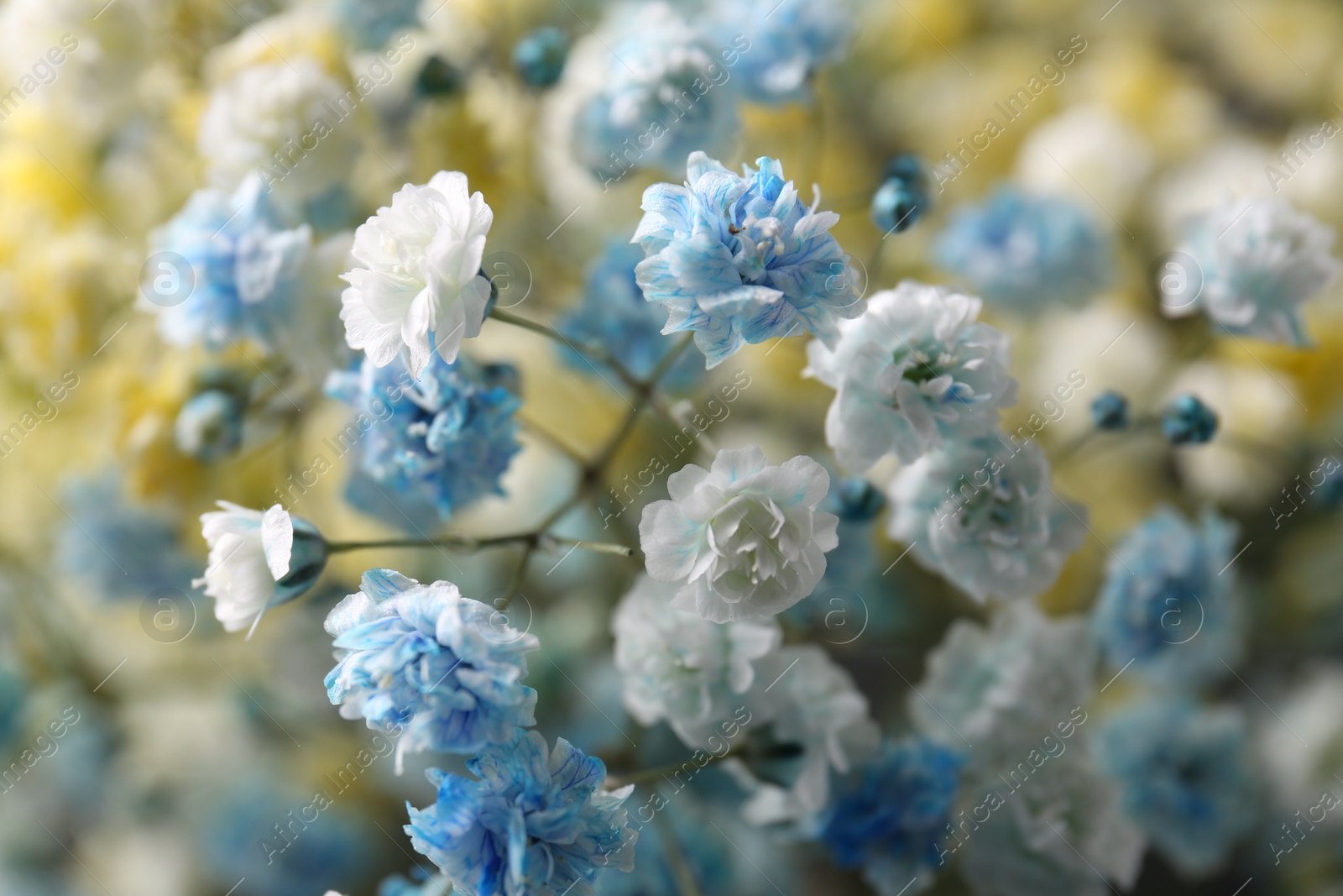 Photo of Many beautiful dyed gypsophila flowers, closeup view