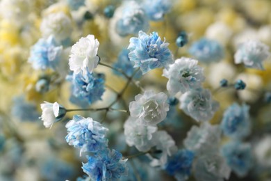 Many beautiful dyed gypsophila flowers, closeup view