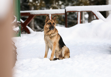 Photo of German shepherd dog in yard on winter day. Friendly pet