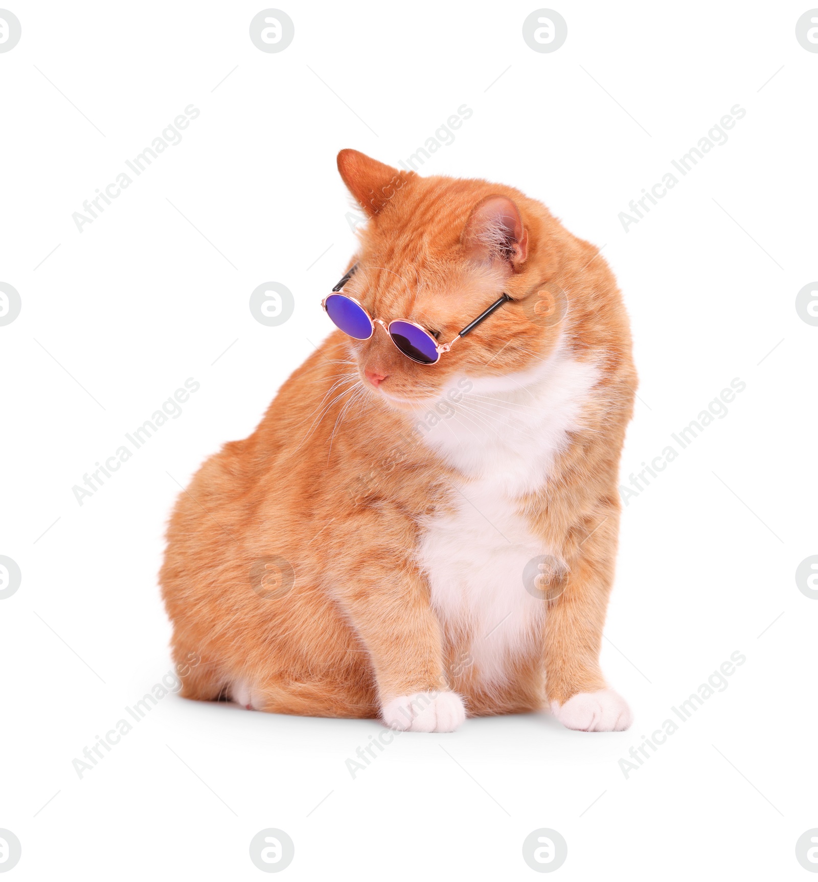 Photo of Cute ginger cat in stylish sunglasses on white background