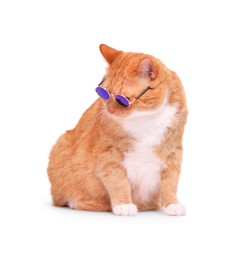 Cute ginger cat in stylish sunglasses on white background