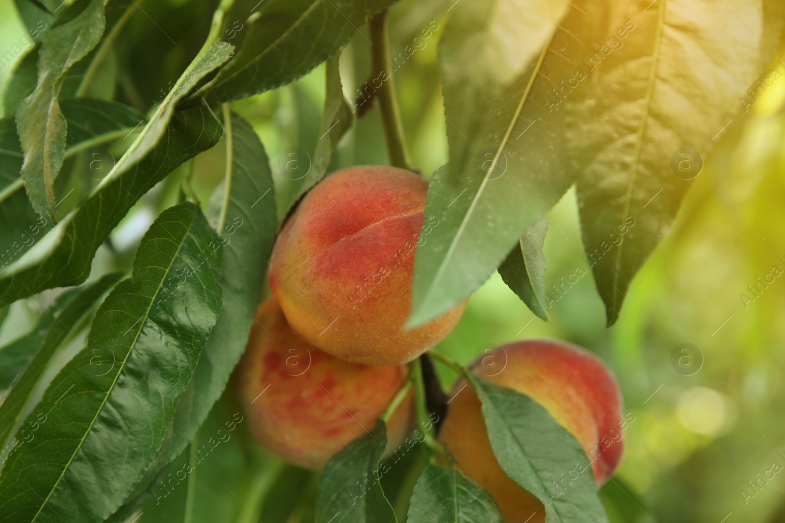 Photo of Ripe peaches on tree branch in garden