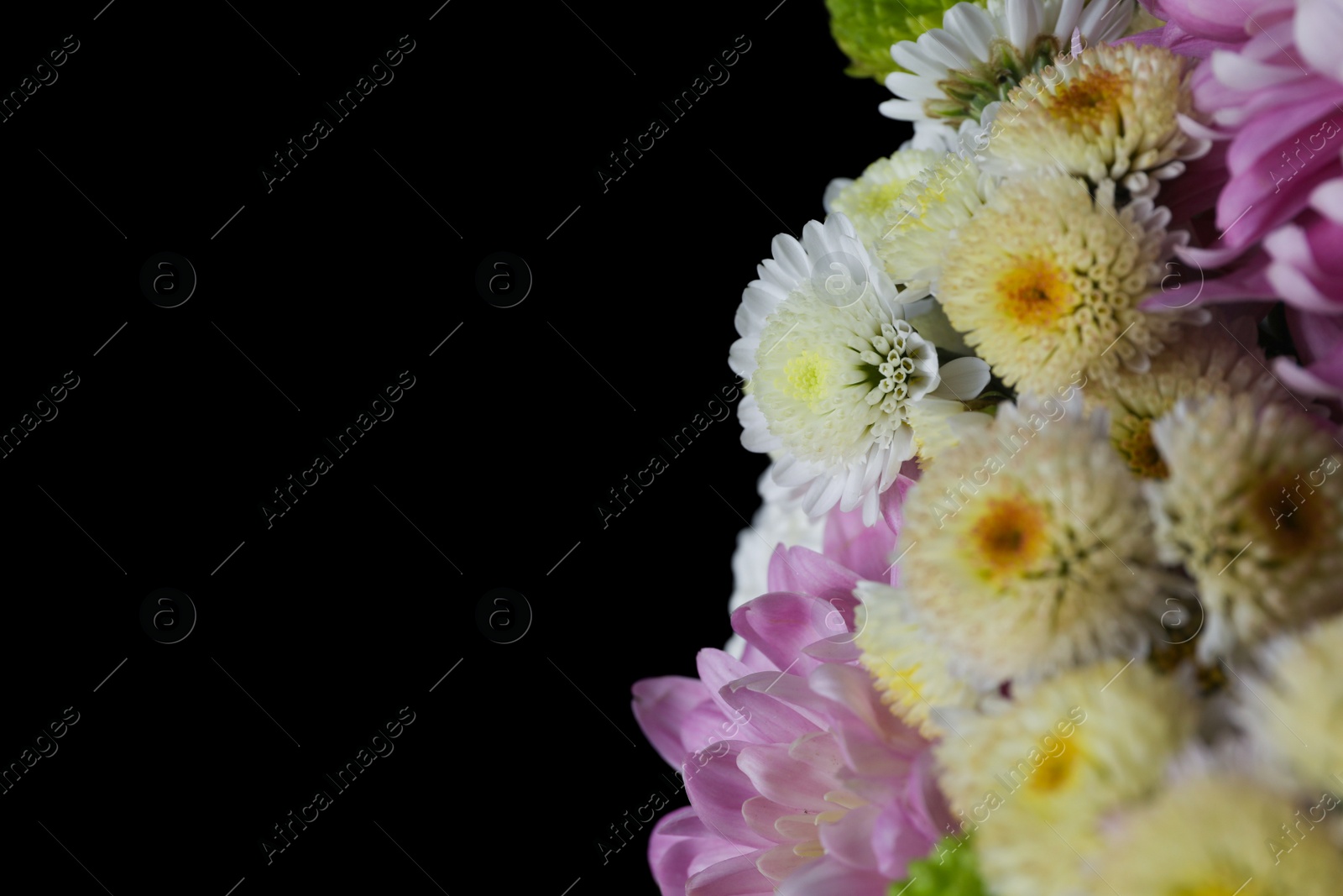 Photo of Beautiful chrysanthemum flowers on black background, closeup. Space for text