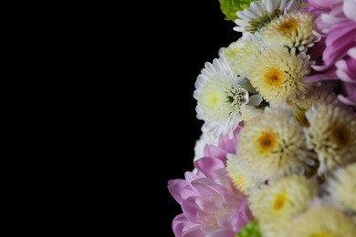 Photo of Beautiful chrysanthemum flowers on black background, closeup. Space for text