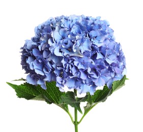 Photo of Branch of hortensia plant with delicate flowers on white background